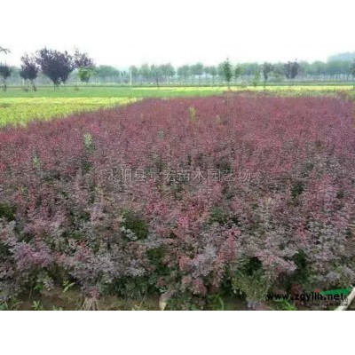 江蘇桂花