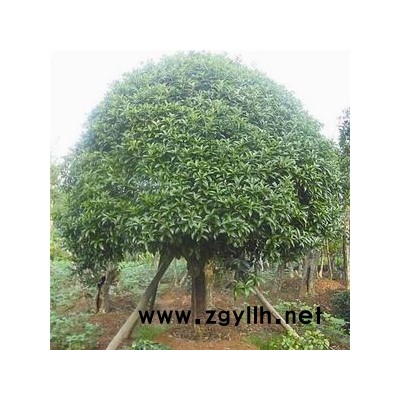 占地桂花6-15公分征收桂花樹(shù)價(jià)格 2.8米切桿桂花大量供應(yīng)