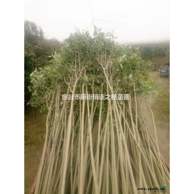 江蘇地區供應桂花，冠幅100CM80元，10000信息