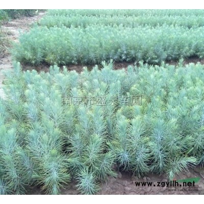 江蘇桂花3信息
