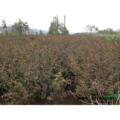 江西九江桂花小苗種子優(yōu)質(zhì)出售，值得信賴