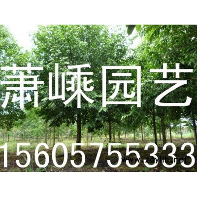 廣玉蘭
