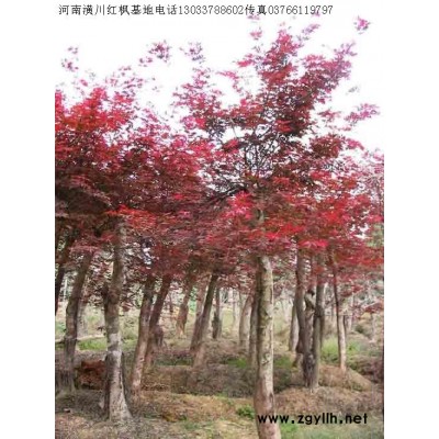 廣玉蘭、紫玉蘭、紅玉蘭、黃玉蘭、白玉蘭、二喬玉蘭價格表