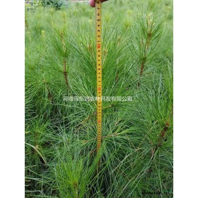 獨桿桂花6-10公分