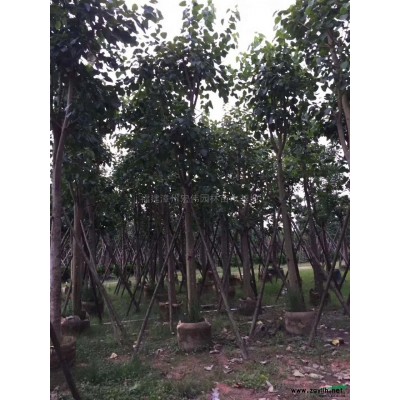 福建漳州四季桂花介紹/特征/用途