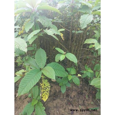一年生桂花小苗·地徑1-5公分桂花小苗