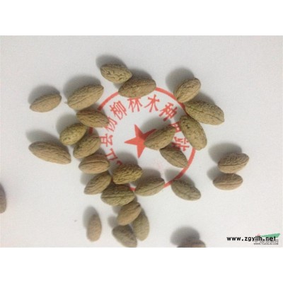 三公分大葉女貞價(jià)格 大葉女貞小苗批發(fā)