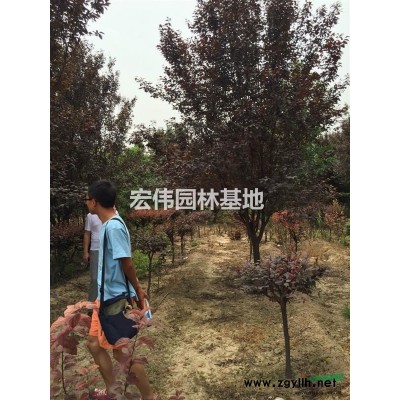 大叢生大葉女貞