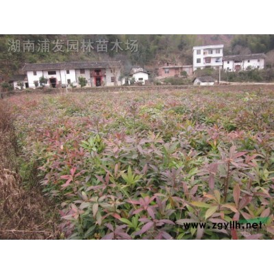湖南彩葉桂花基地-珍珠彩葉桂-變色彩葉桂-彩葉桂花價格