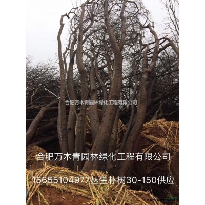 安徽[產品]/安徽大葉女貞苗木裝車場價格/報價