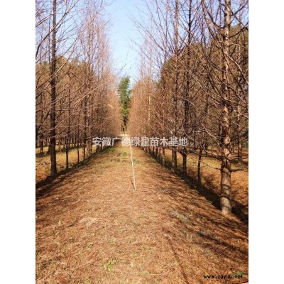 桂花 桂花基地 桂花專供 安徽精品桂花