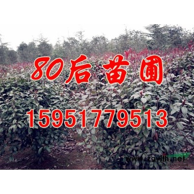 大葉女貞價格現在報價多少錢