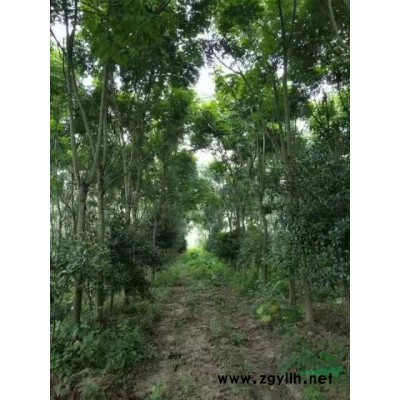 荊州小規格大葉女貞成批量處理