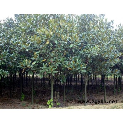 湖南香樟丨移栽香樟移栽苗丨香樟價(jià)格丨香樟報(bào)價(jià)丨湖南新世界香樟