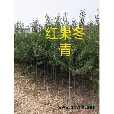 樂昌含笑，桂花，無患子，紅豆杉，青楓，楓香等種子