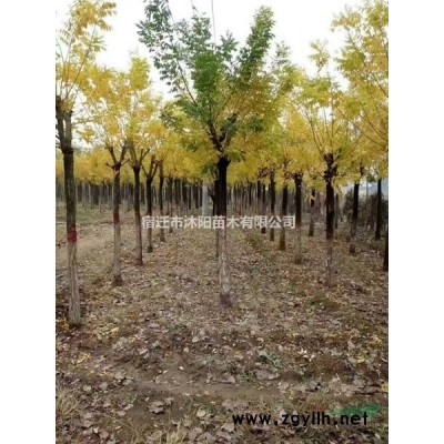 叢生大葉女貞圖片_叢生大葉女貞產地綠化苗木苗圃基地