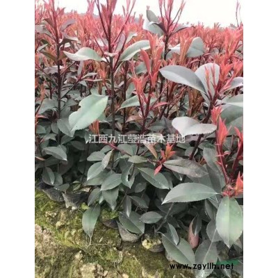 江西桂花樹 九江桂花基地圖片/江西桂花樹 九江桂花基地報價