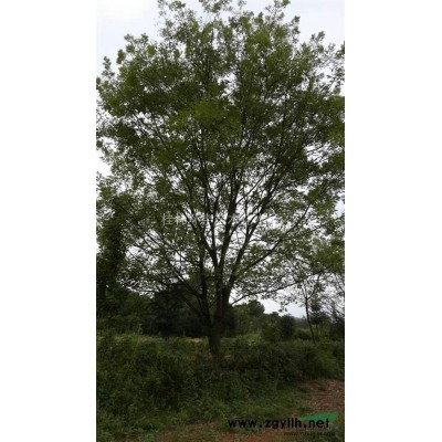 供應桂花樹18-22公分米徑