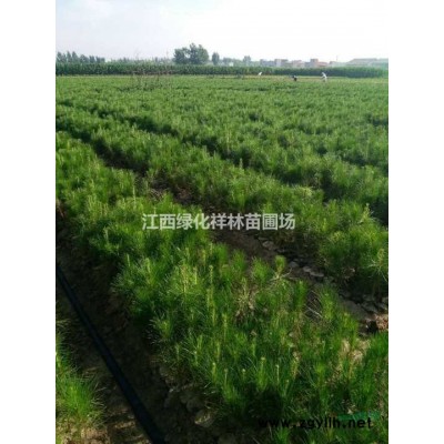 哪里的大葉女貞小苗價廉物美？江西大葉女貞小苗供應