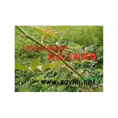 現在種植大葉女貞高桿女貞冬青樹紅葉桃紅葉李廣玉蘭都好賺錢