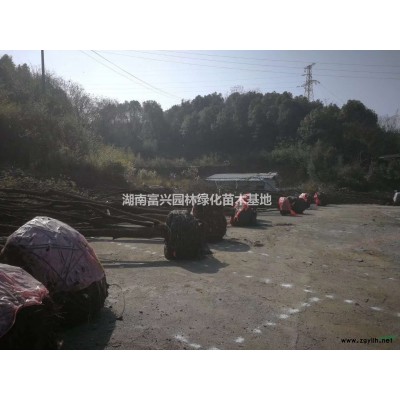 5公分大葉女貞報價，15公分移栽大葉女貞，18公分大葉女貞