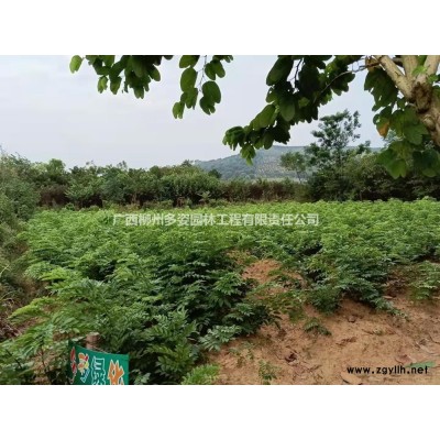 廣西17公分桂花樹 柳樹桂花樹 廣西桂花樹價格低價直銷哪里好/哪家便宜