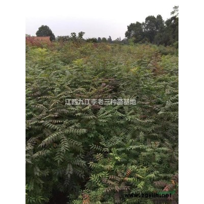 九江供應(yīng)大葉女貞 規(guī)格12一15公分