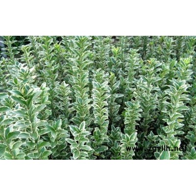金桂桂花 安徽桂花 安徽金桂花 精品桂花 桂花價格|桂花小苗
