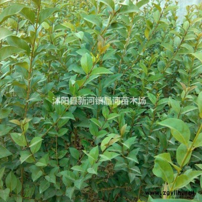 大葉女貞價格 大葉女貞江蘇基地 大葉女貞繁殖方法及栽培技術