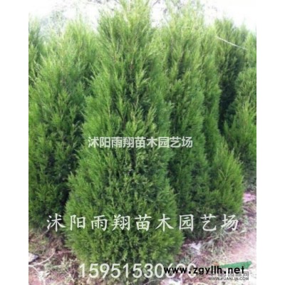 沭陽桂花價格桂花基地價格報價