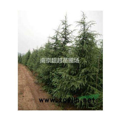 湯泉桂花-湯泉桂花價格-八月桂價格