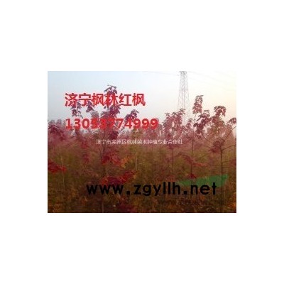 大葉女貞行情報價