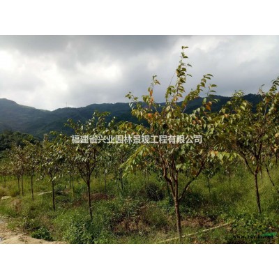 福建地區(qū)供應(yīng)3-8公分桂花