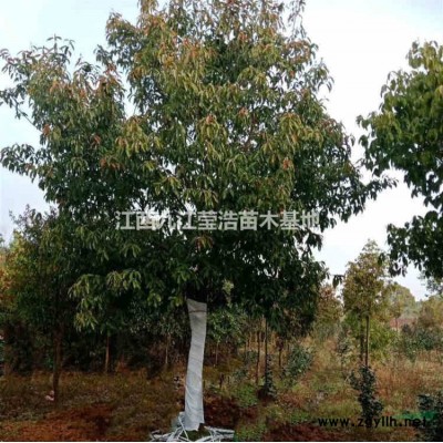 江西1-20公分杜英 九江杜英基地批發(fā)/供應(yīng)