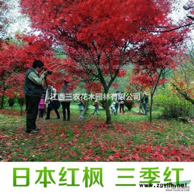 夕陽紅楓樹苗 比梧桐樹、法桐樹、杜英苗木更適合做工程綠化苗