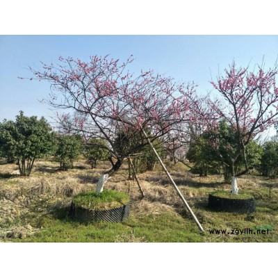 供應桂花，浙江桂花，長興桂花