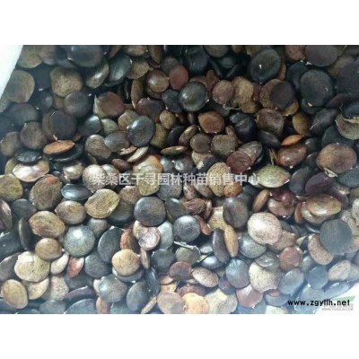 江西桂花小苗基地供應(yīng)，桂花小苗一棵8毛錢