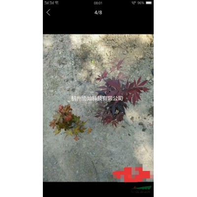 供應(yīng)重陽(yáng)木要，馬褂木，杜英10-20公分