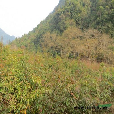 杜英（山杜英、羊屎樹）種子張家界地區(qū)供應(yīng)、冷庫儲藏
