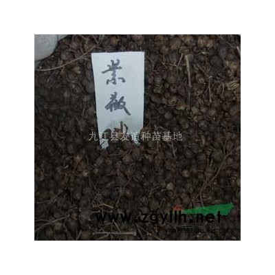 大葉女貞 九江大葉女貞價格