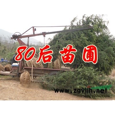 10公分杜英樹價格*新報價是多少