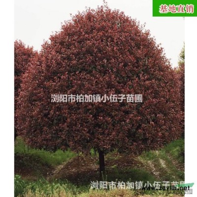大量供應(yīng) 湖南桂花樹 精品10公分八月桂 金桂  桂花苗 基