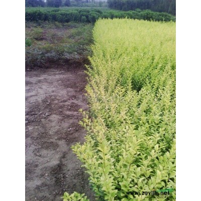 桂花2*新價格/桂花2報價