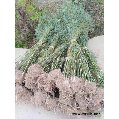 大量供應(yīng)桂花、茶花、十大功勞、中竹、毛葉丁香、紅繼木等