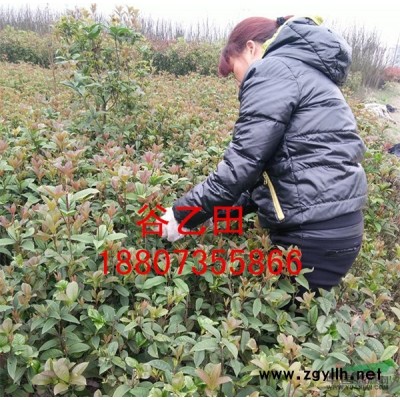 供應湖南桂花樹5~6公分，價格優(yōu)惠，批發(fā)零售