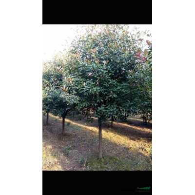 清田處理櫸樹 樸樹 桂花 紅葉石楠 榆樹規(guī)格*
