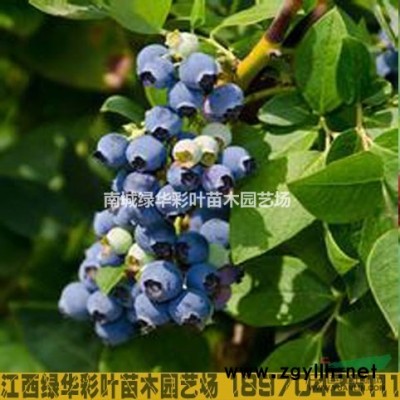 珍珠五彩桂 正宗桂花扦插苗 彩葉桂花 珍珠五彩桂小苗供應