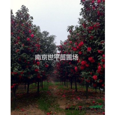 杜英8公分杜英-10公分杜英-12公分杜英 15公分杜英價格