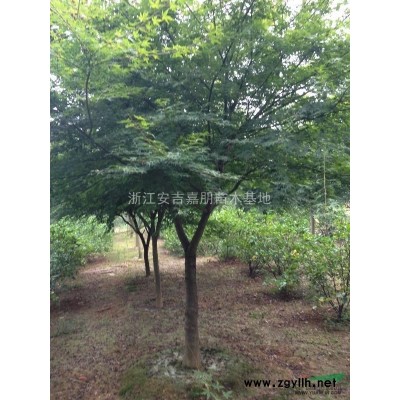 浙江安吉嘉朋苗木基地供應桂花