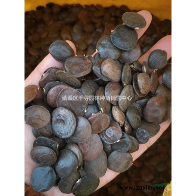 杜英種子，江西杜英種子，九江杜英種子，杜英小苗0.5元/棵